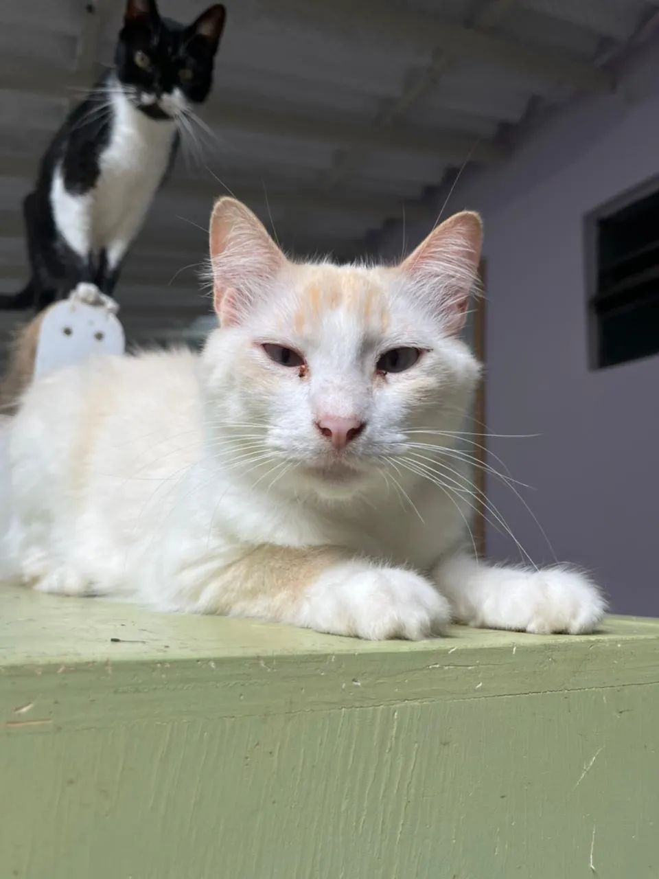 Gato adoção responsável  - Foto 2