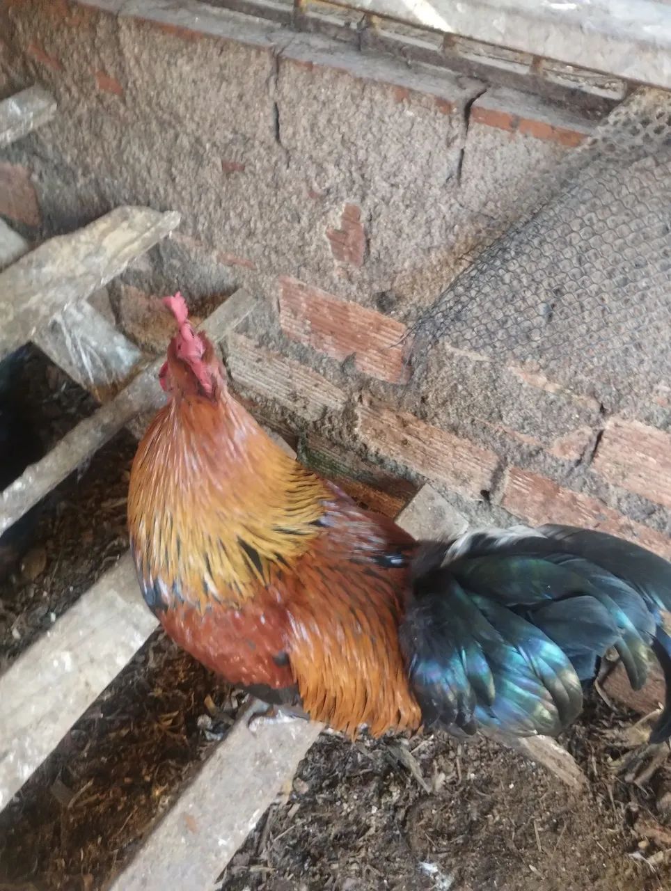 Galinha preta  - Foto 3