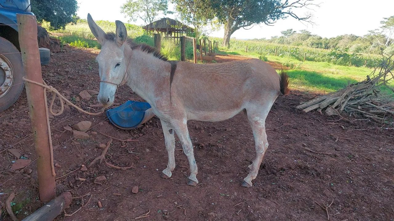 Jumenta pega  - Foto 2