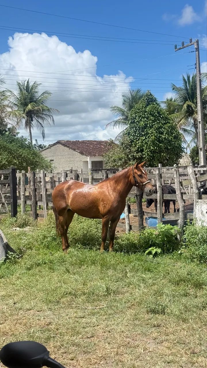 Égua Mangalarga  - Foto 4