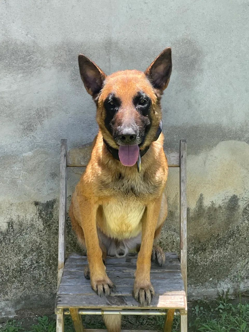 Doa-Se pastor belga malinois 