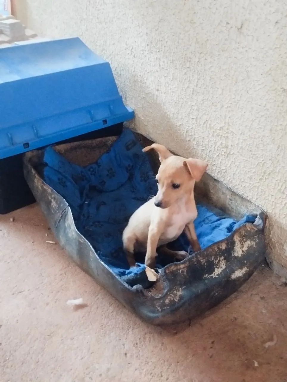 Pinscher 