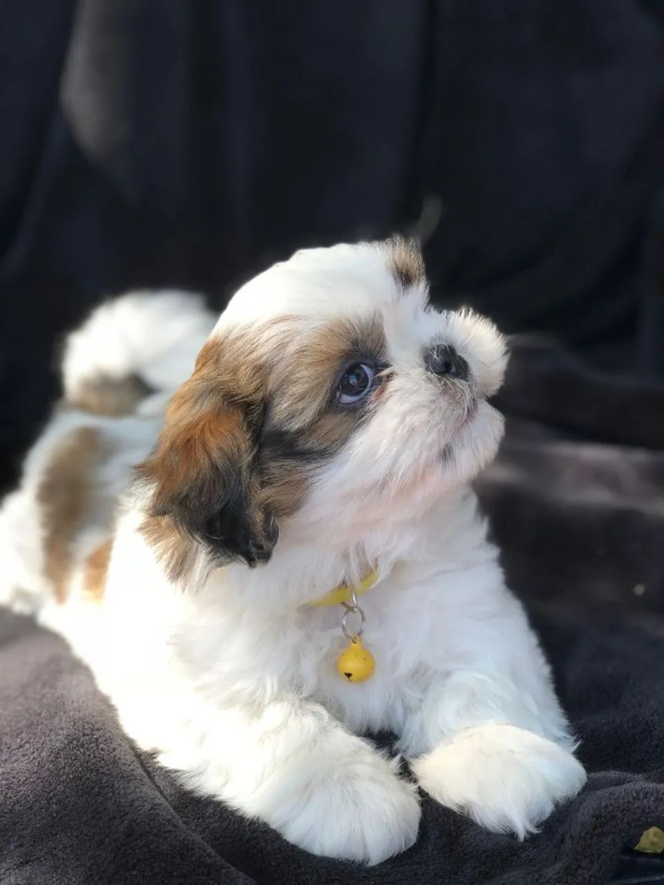 Vendo Shih Tzu saudável