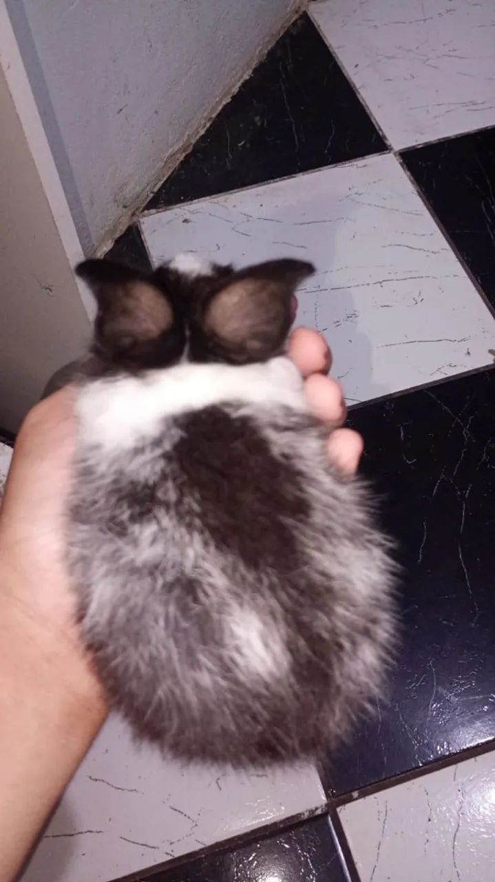 Coelho  - Foto 3