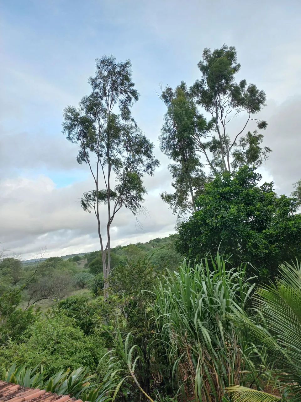 Vende-se Chácara há 2 KM da BR 316 - Foto 3