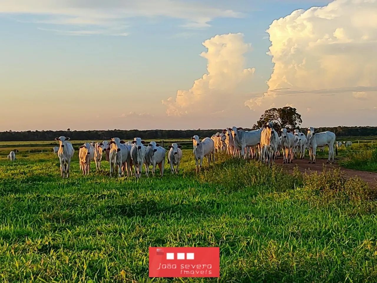 Fazenda para Venda em Balsas - Foto 3