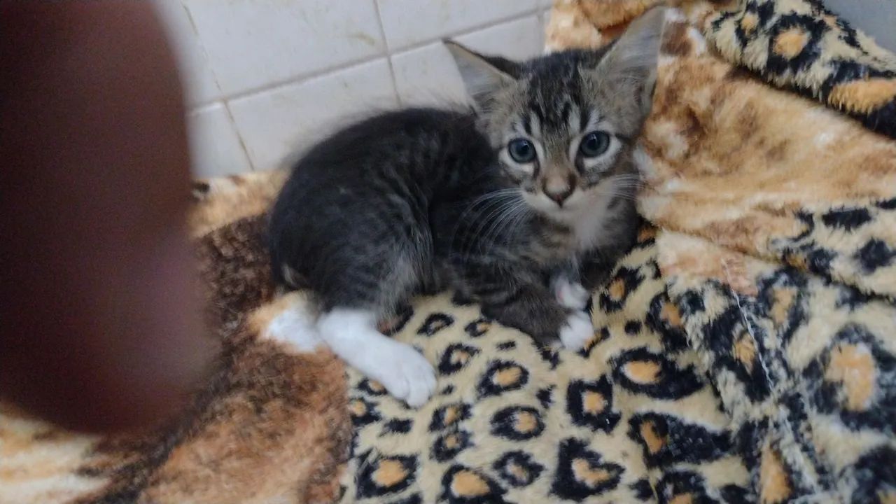 Gatinho para adoção  - Foto 2