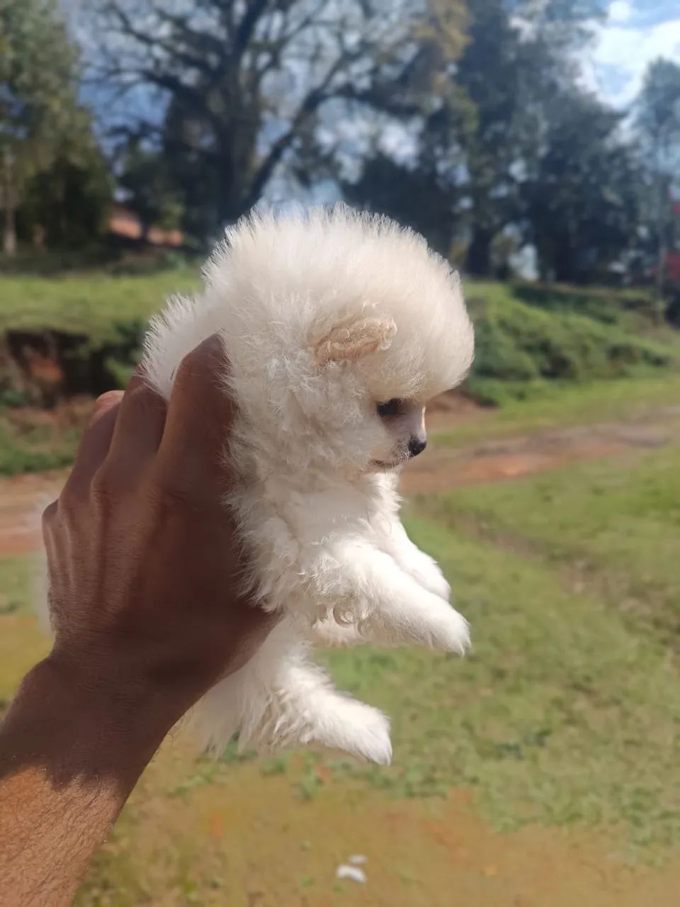 Spitz alemão  - Foto 2