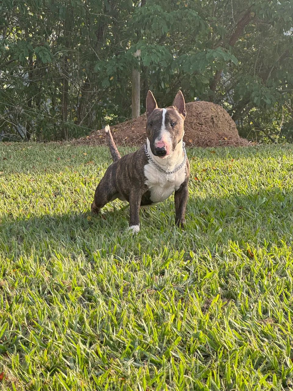 Mini bull terrier - Foto 2