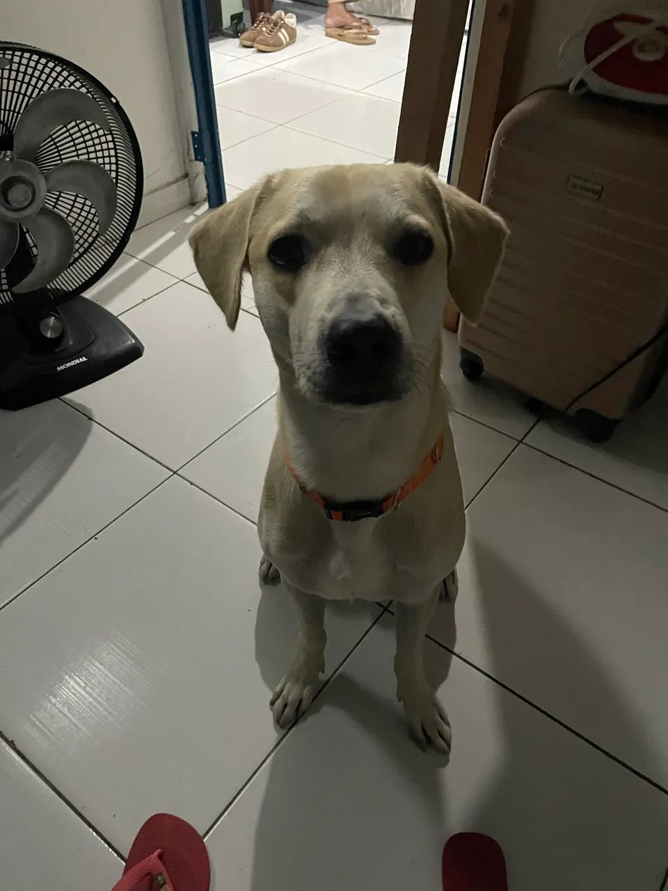 Adoção responsável - Cachorro Thor - Foto 5