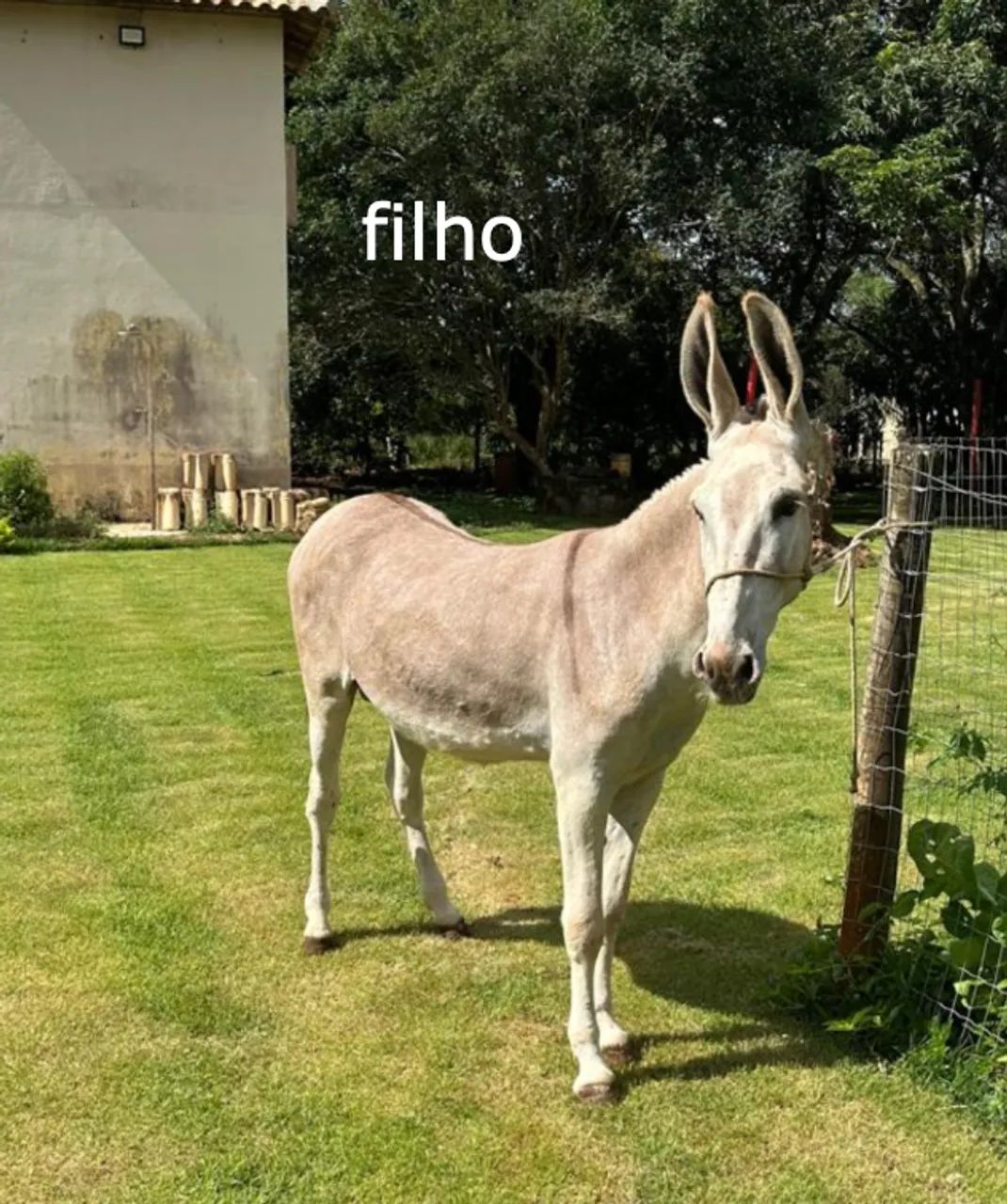 Jumenta Pega registrada fêmea - Foto 4