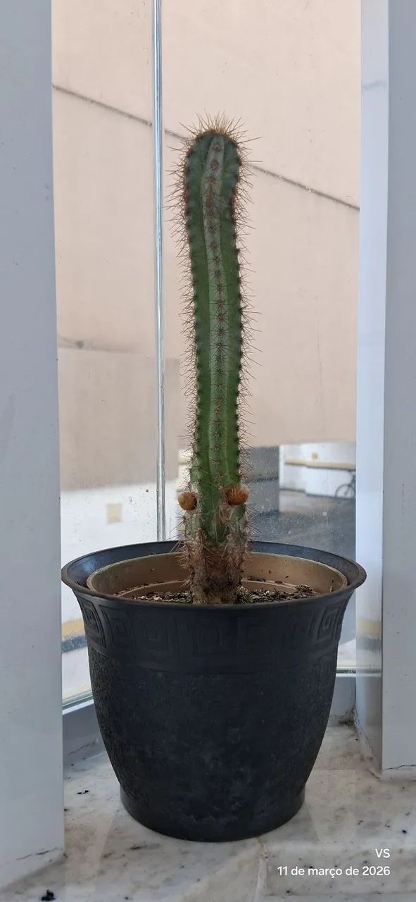 PLANTAS - Foto 3