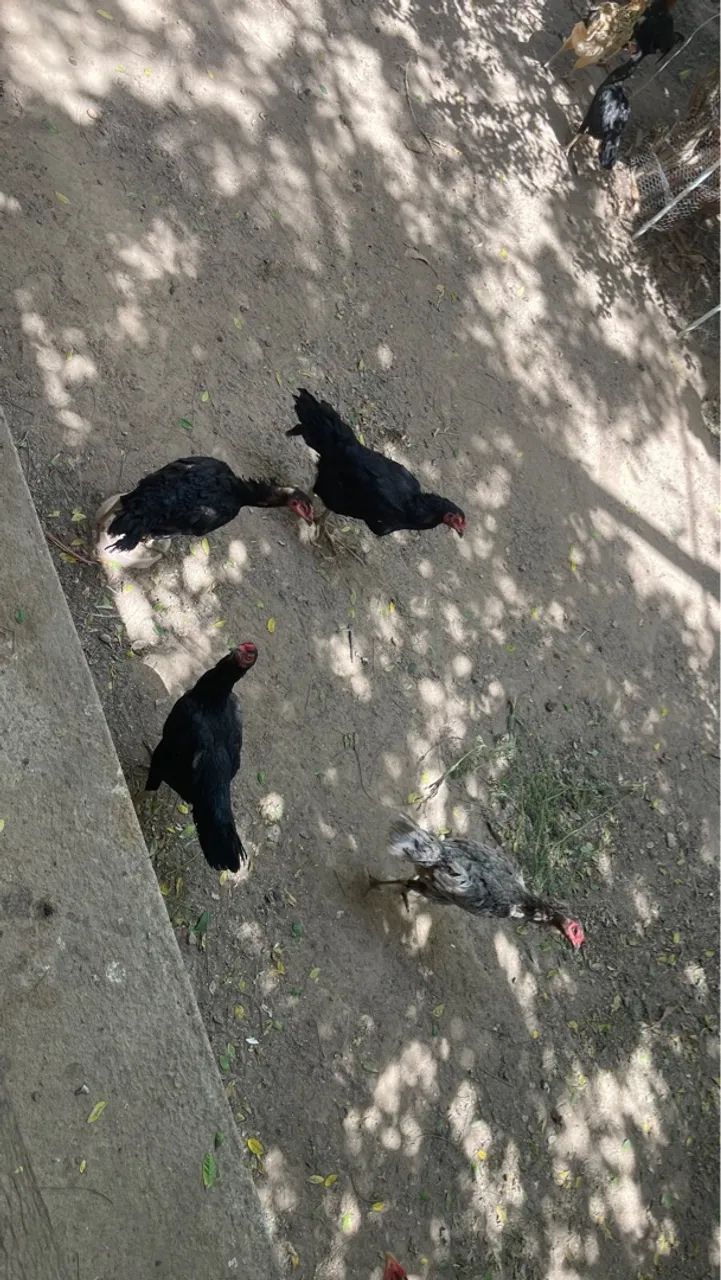 Galinhas da raça CARIOCA