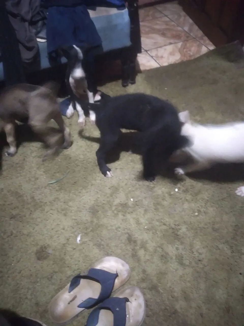 Cachorrinhos para doação - Foto 2