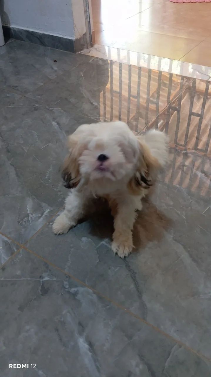 Vendo cachorrinha Shitzu  - Foto 3