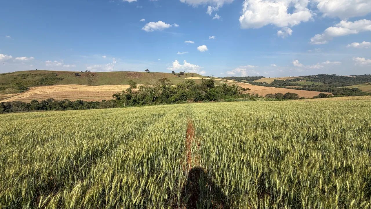 Sítio 10,5 Alqueires - Terra Roxa - 23 km de Campo Mourão - Foto 5