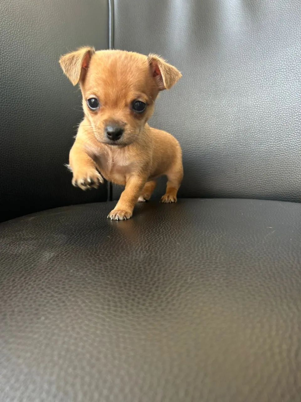 Pinscher zero  - Foto 2