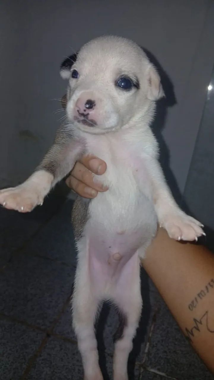 Adoção  - Foto 5