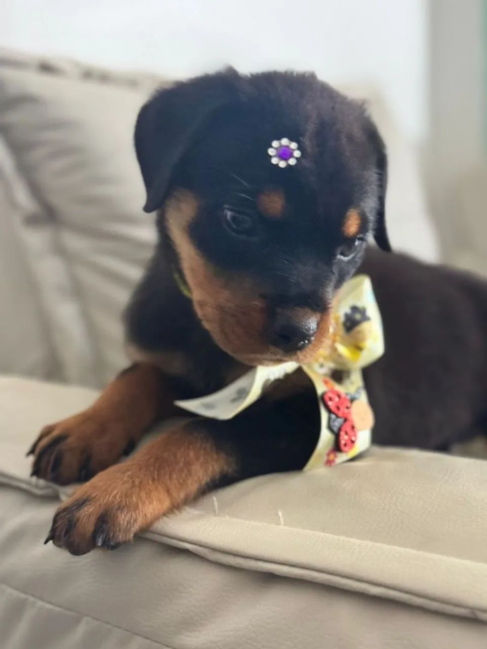 Rottweiler Macho  - Foto 3