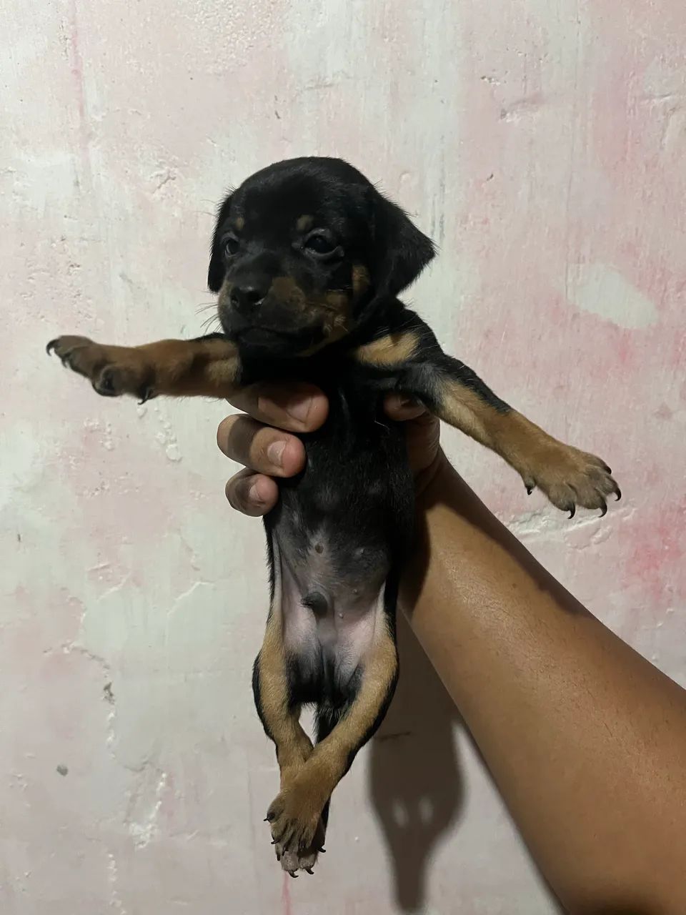 Cachorro pinscher 
