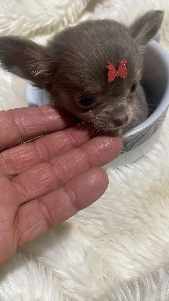  Chihuahua  - Foto 3