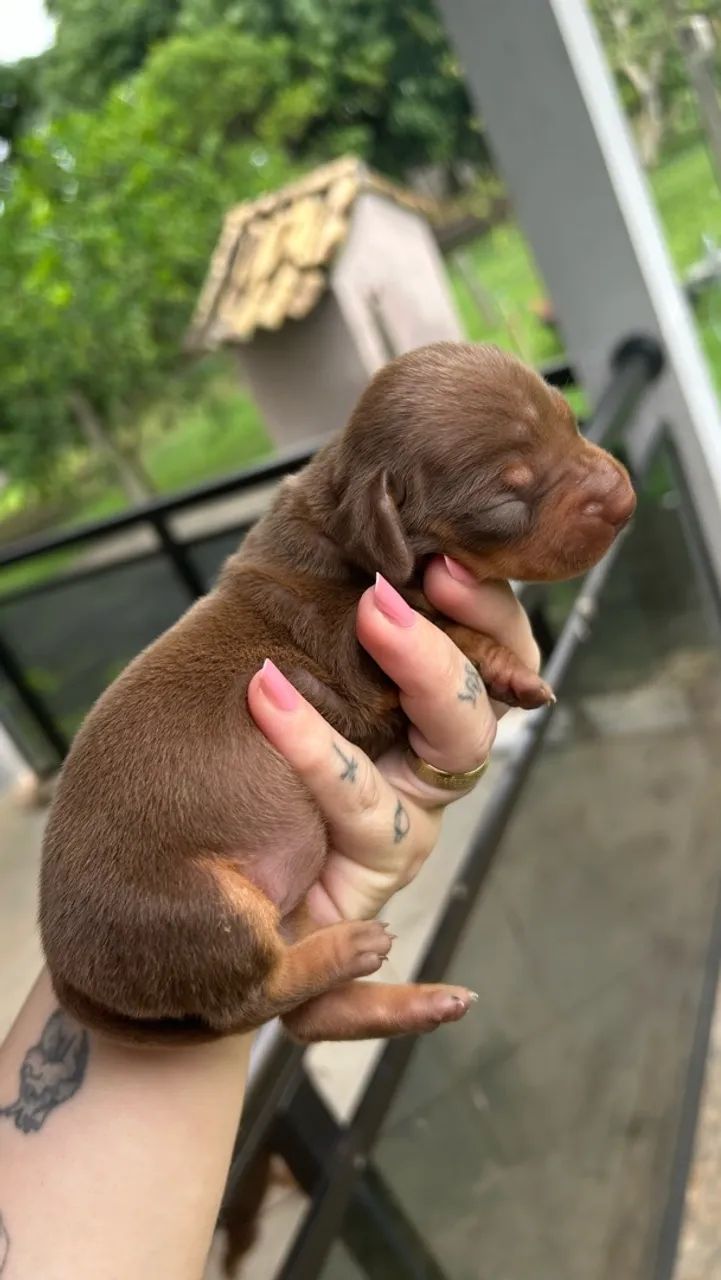 Dachshund miniatura - Foto 5