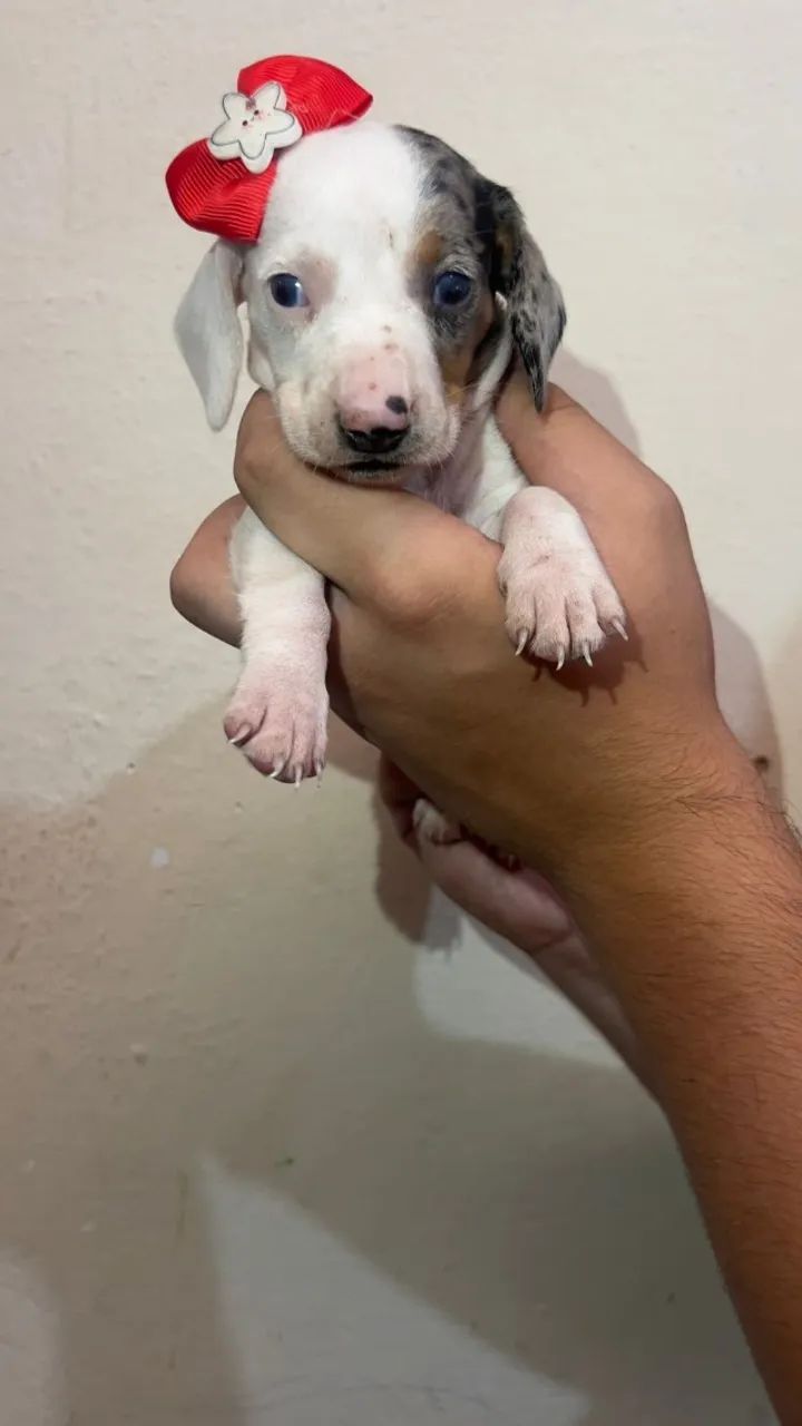 Dachshund com Temperamento Alegre para Seu Lar