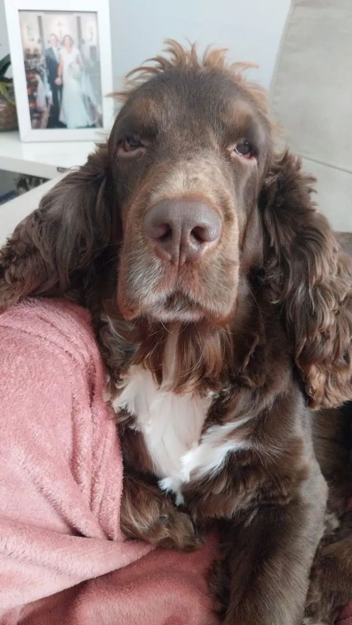 Filhotes de cocker spaniel  - Foto 5
