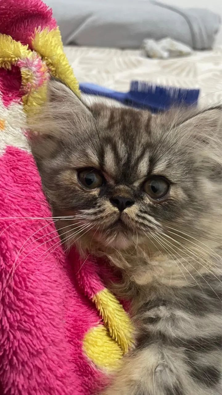 Gato persa  - Foto 4