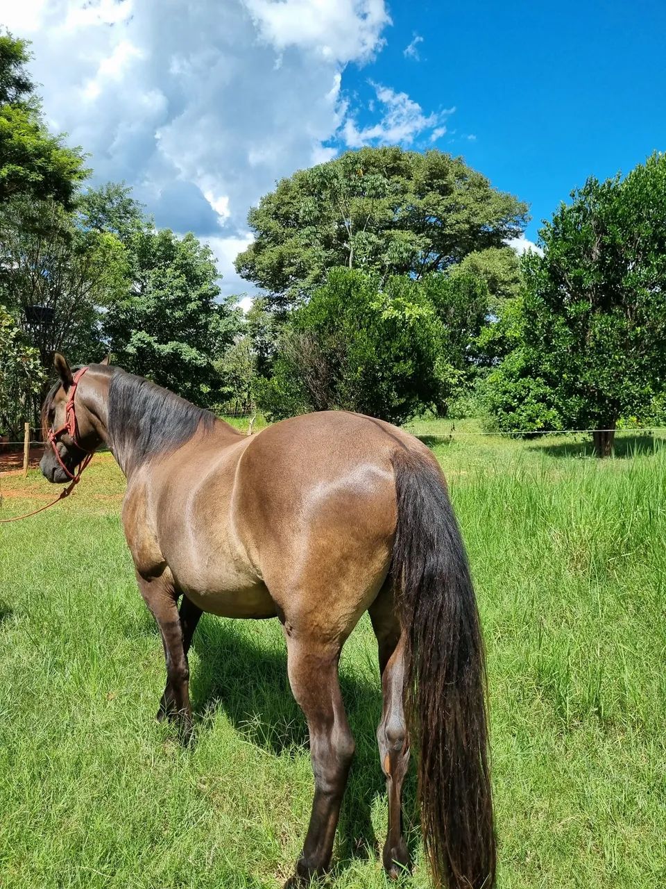 Cavalo disponível para venda. - Foto 5