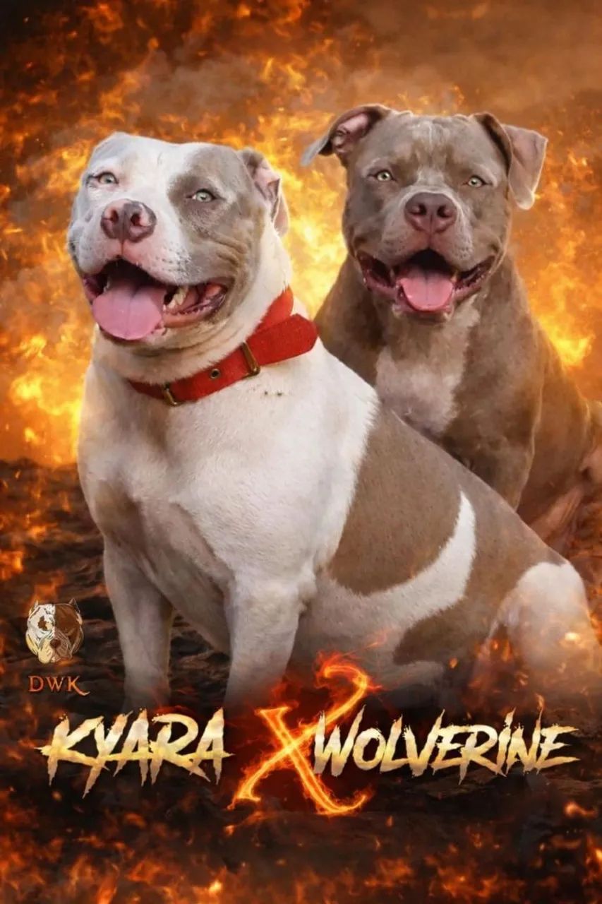 Vende se filhotes de Pitbull  - Foto 2