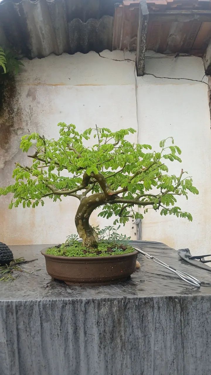 Bonsai - Foto 3