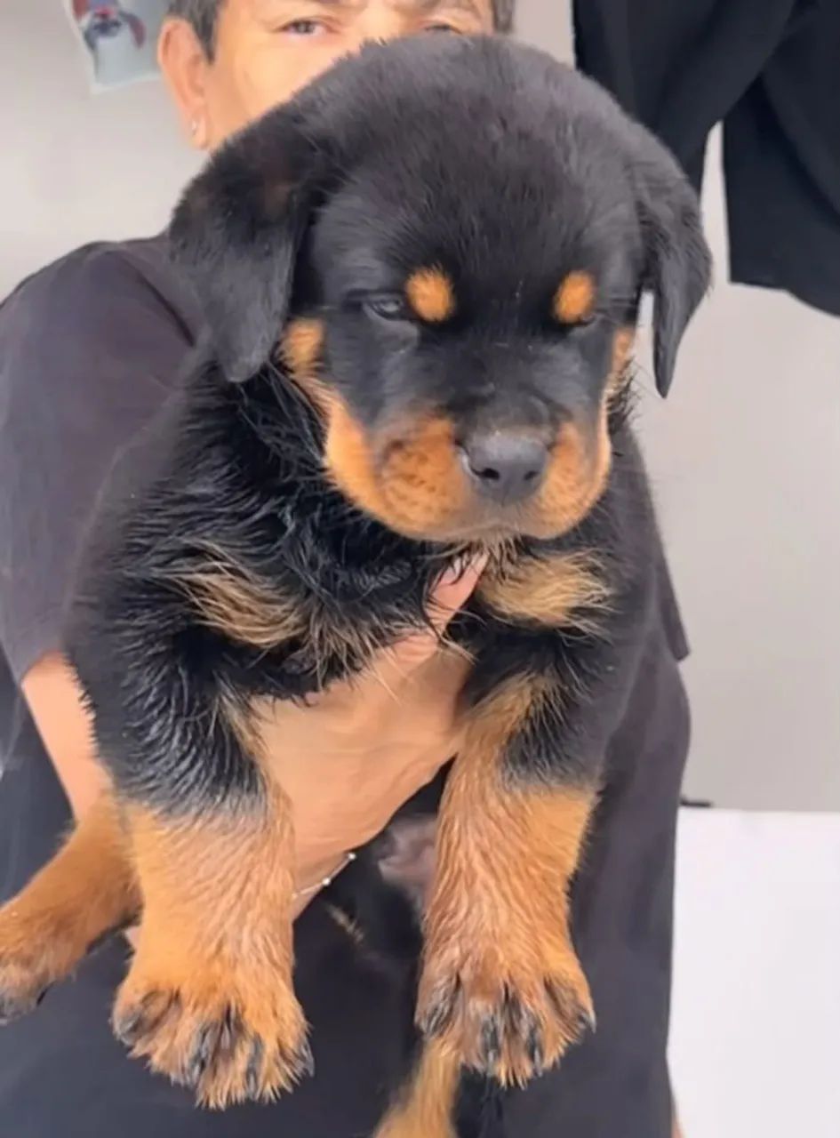 Rottweiler  - Foto 3
