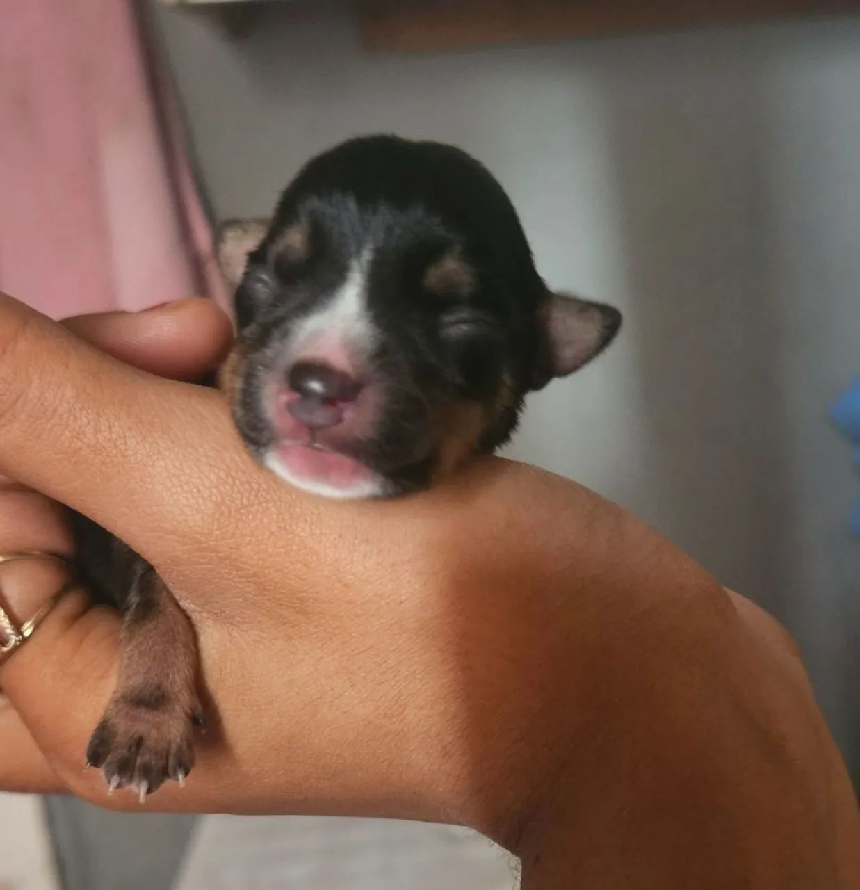 Pinscher macho 00 adulto  - Foto 2