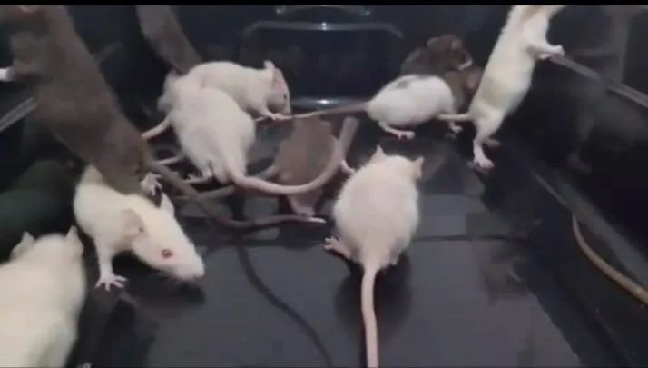 Ratos Twister, rato de laboratório, rato branco, mercol, neonatos, rato branco - Foto 3