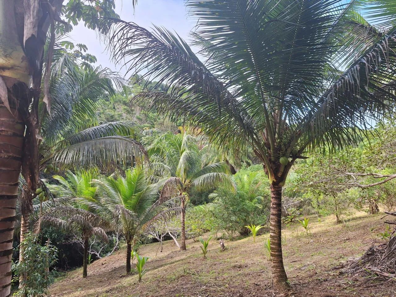Sítio a venda - Couto - Foto 5