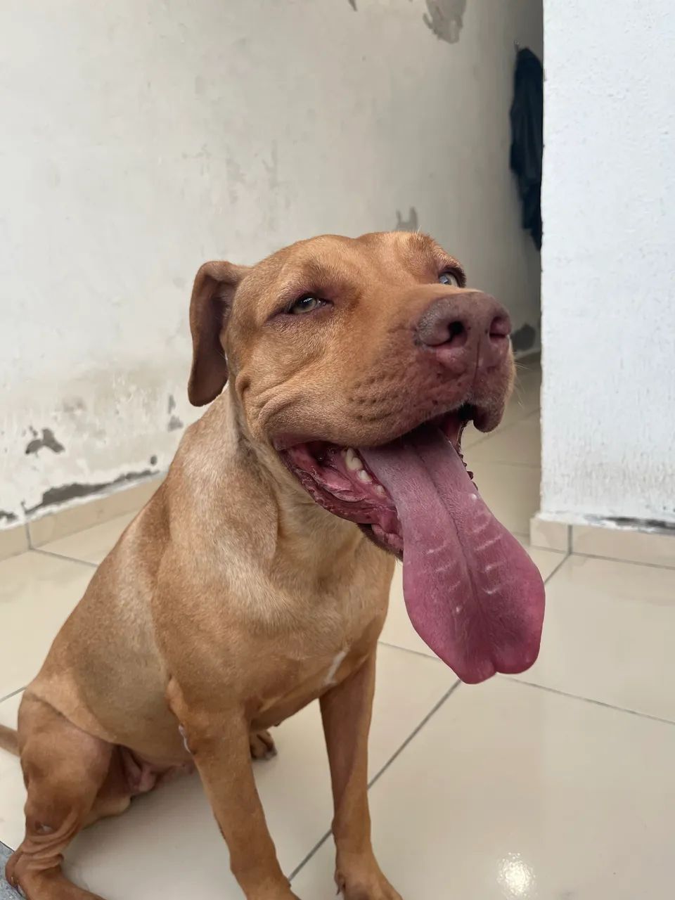 Pitbull para adoção responsável 