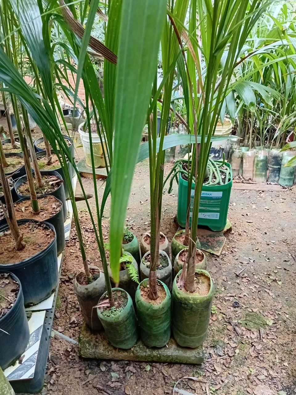 Palmeira imperial  - Foto 4