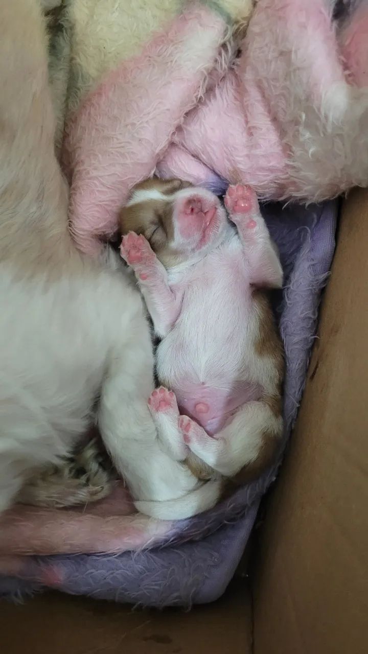 Vendo cachorro  - Foto 4