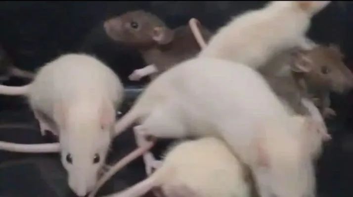 Ratos Twister, rato de laboratório, rato branco, mercol, neonatos, rato branco - Foto 2