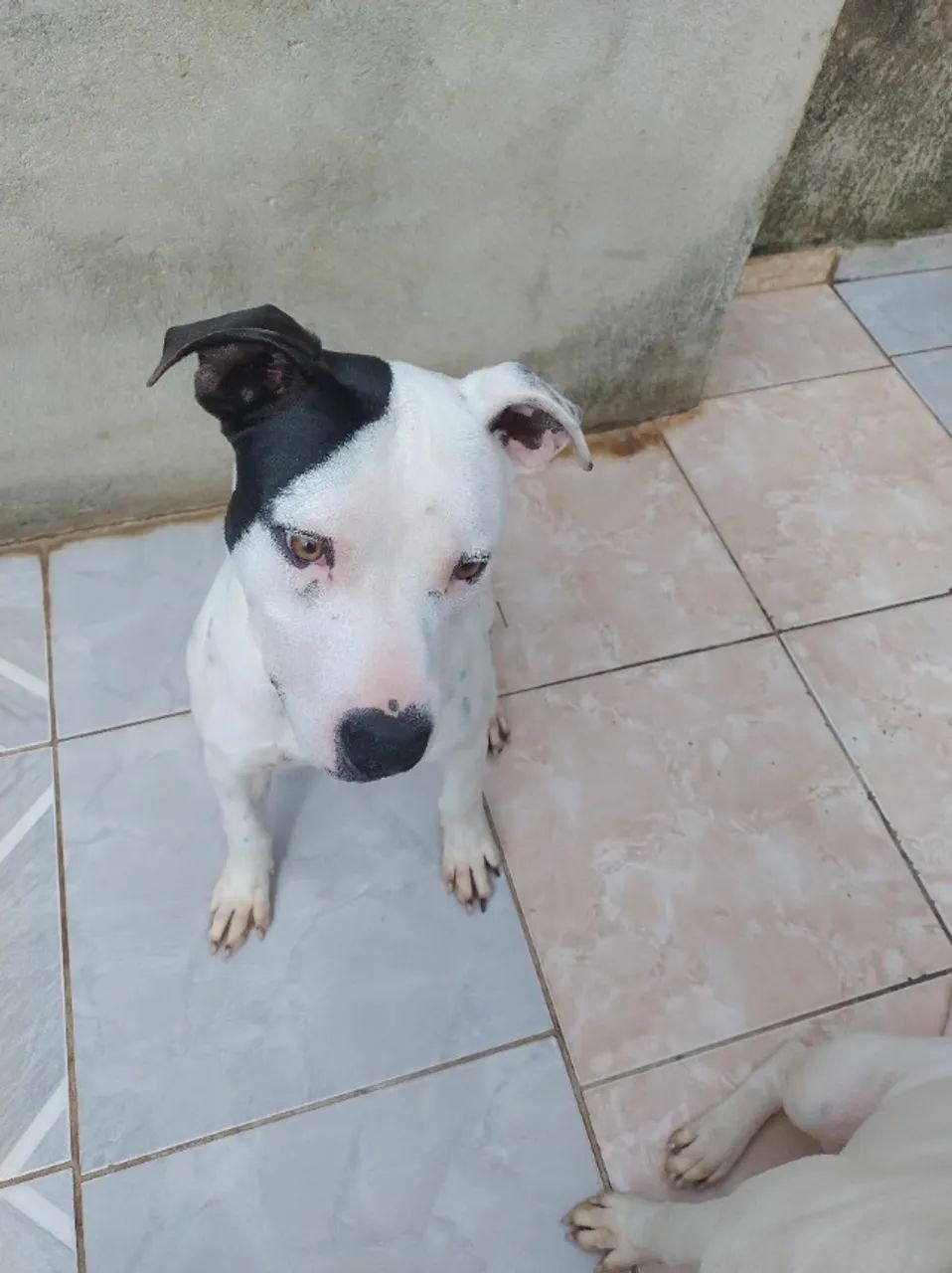 Cachorro - Foto 3