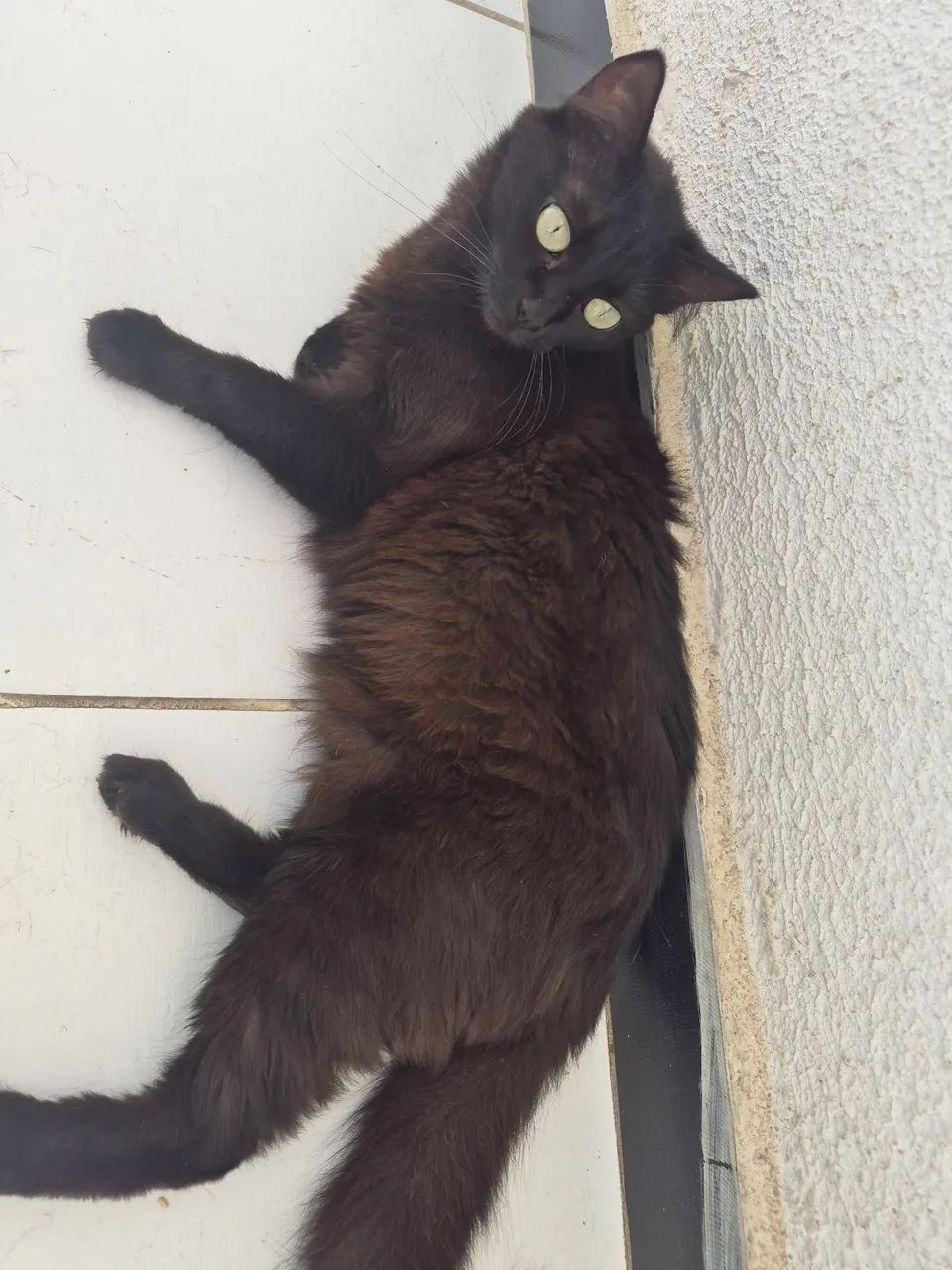Doação de GATA Preta