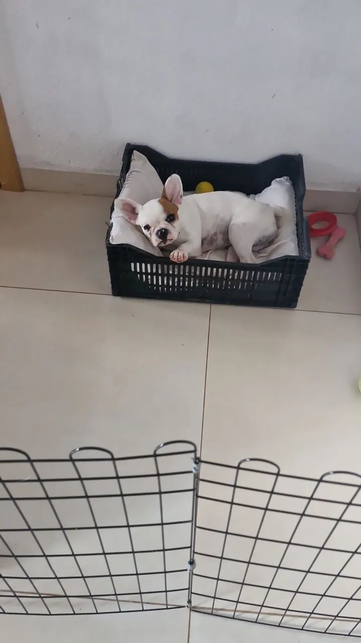Cachorro - Foto 3