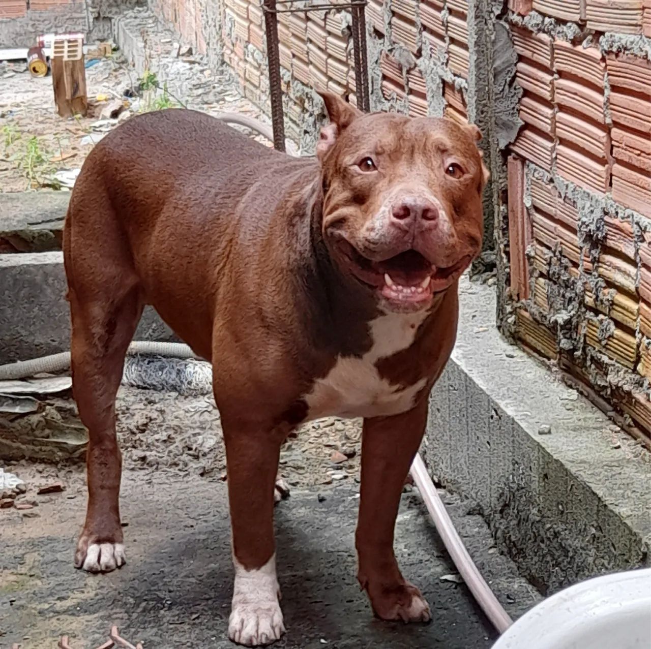 Pitbull para adoção 