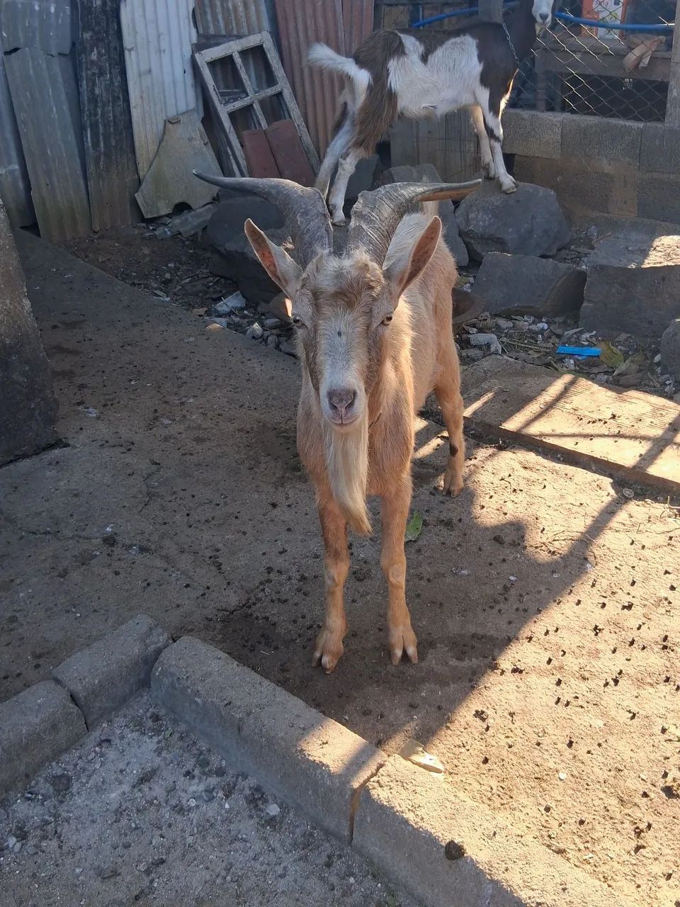 Vendo cabras leiteira  - Foto 5