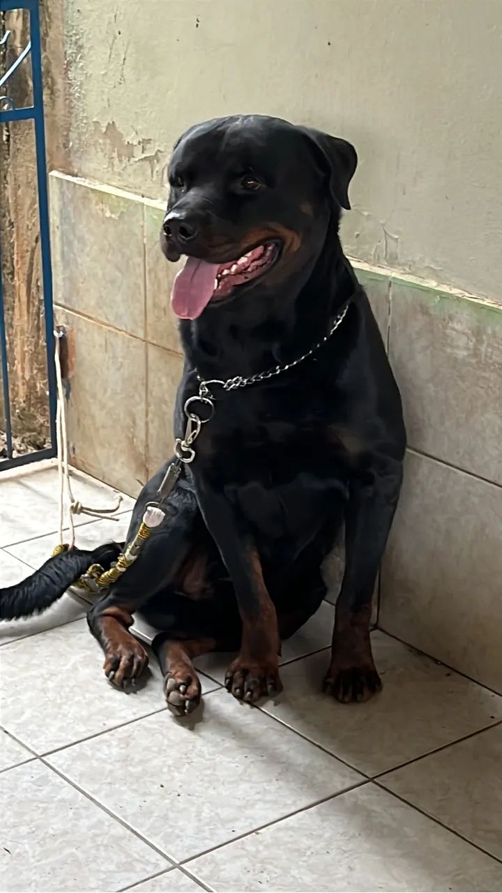 Rottweiler Macho  - Foto 2