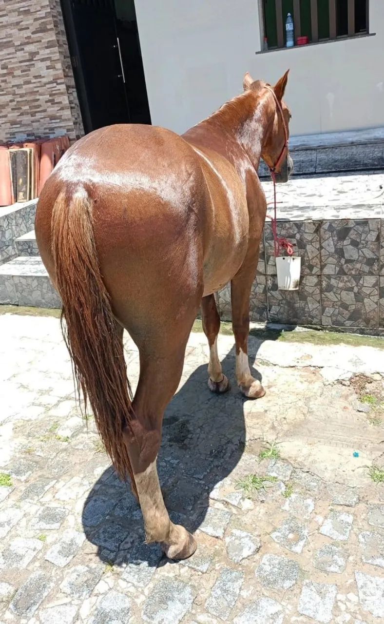 Cavalo de carroça e sela  - Foto 2
