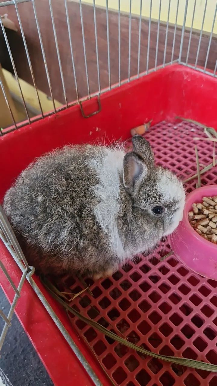 Coelhos de raca 
