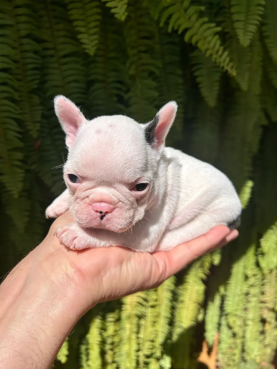 Bulldog Francês  - Foto 5