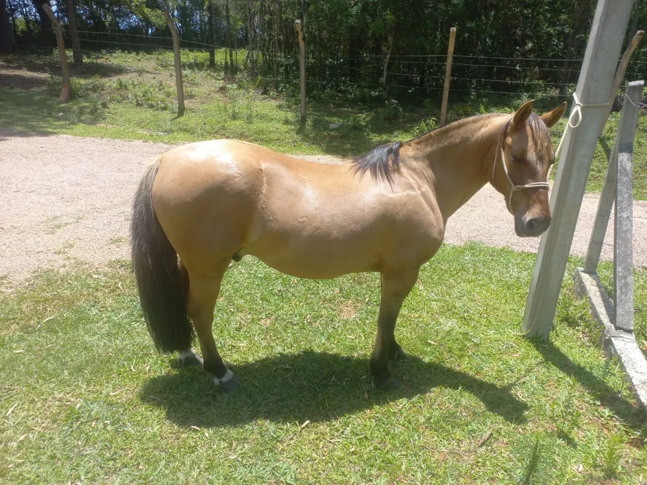 Cavalo crioulo  - Foto 2